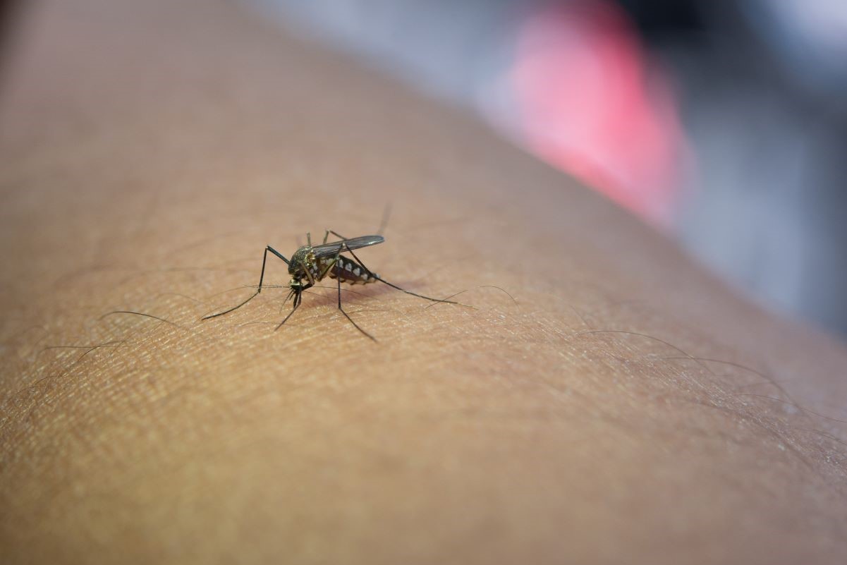 close up mosquito sucking blood from human arm